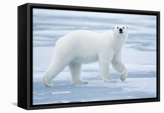 Polar Bear, Svalbard, Norway-null-Framed Premier Image Canvas