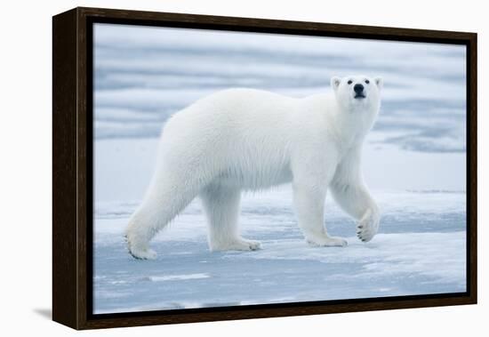 Polar Bear, Svalbard, Norway-null-Framed Premier Image Canvas