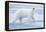 Polar Bear, Svalbard, Norway-null-Framed Premier Image Canvas