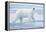 Polar Bear, Svalbard, Norway-null-Framed Premier Image Canvas