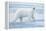 Polar Bear, Svalbard, Norway-null-Framed Premier Image Canvas