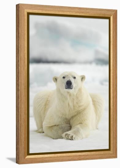 Polar Bear, Svalbard, Norway-null-Framed Premier Image Canvas