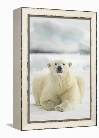 Polar Bear, Svalbard, Norway-null-Framed Premier Image Canvas