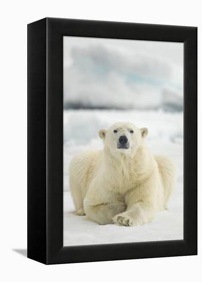 Polar Bear, Svalbard, Norway-null-Framed Premier Image Canvas