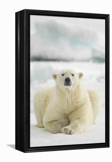 Polar Bear, Svalbard, Norway-null-Framed Premier Image Canvas