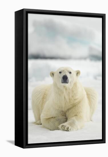 Polar Bear, Svalbard, Norway-null-Framed Premier Image Canvas