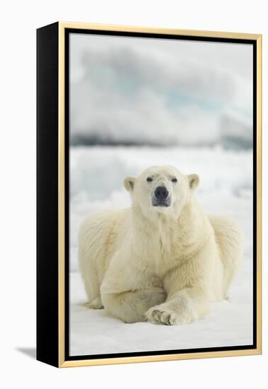 Polar Bear, Svalbard, Norway-null-Framed Premier Image Canvas