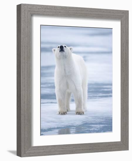 Polar Bear, Svalbard, Norway-Paul Souders-Framed Photographic Print