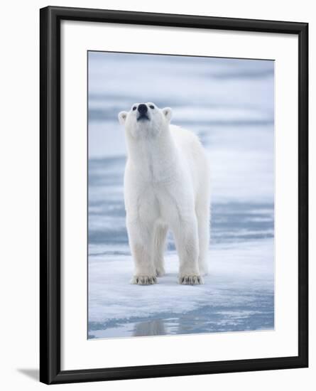 Polar Bear, Svalbard, Norway-Paul Souders-Framed Photographic Print