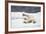 Polar Bear, Svalbard, Norway-Paul Souders-Framed Photographic Print