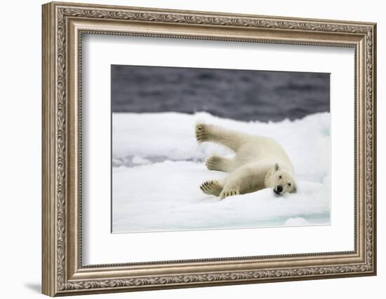 Polar Bear, Svalbard, Norway-Paul Souders-Framed Photographic Print