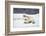 Polar Bear, Svalbard, Norway-Paul Souders-Framed Photographic Print