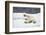 Polar Bear, Svalbard, Norway-Paul Souders-Framed Photographic Print