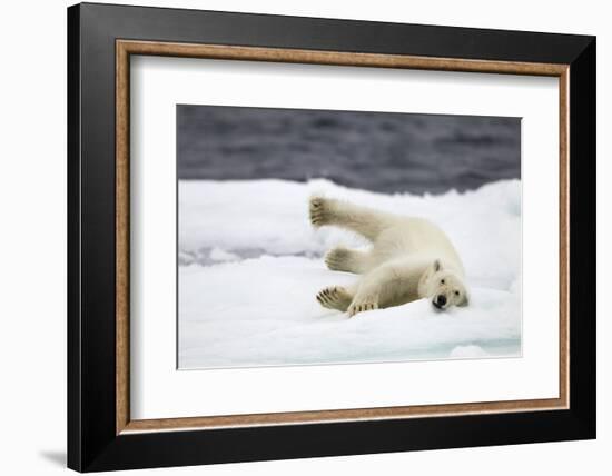 Polar Bear, Svalbard, Norway-Paul Souders-Framed Photographic Print