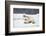 Polar Bear, Svalbard, Norway-Paul Souders-Framed Photographic Print