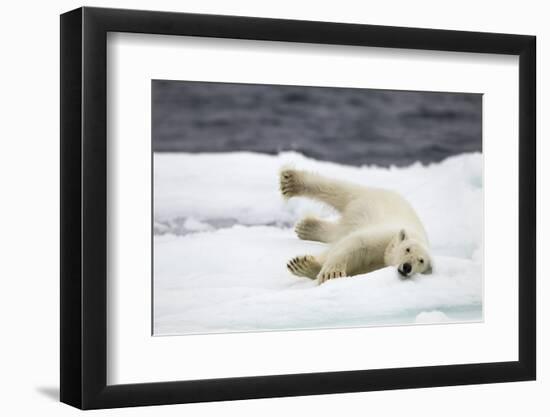 Polar Bear, Svalbard, Norway-Paul Souders-Framed Photographic Print