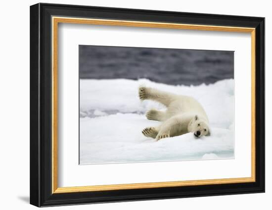 Polar Bear, Svalbard, Norway-Paul Souders-Framed Photographic Print