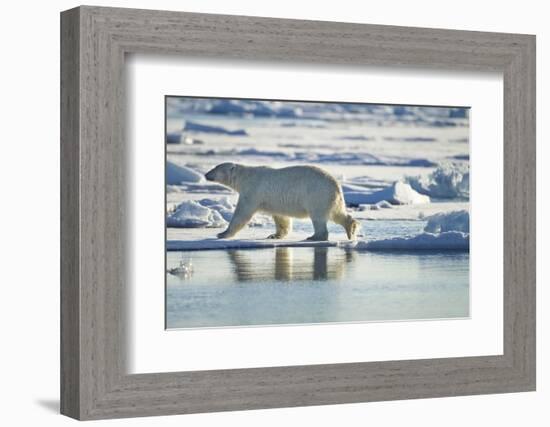 Polar Bear, Svalbard, Norway-Paul Souders-Framed Photographic Print