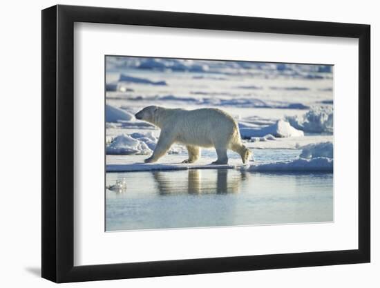 Polar Bear, Svalbard, Norway-Paul Souders-Framed Photographic Print