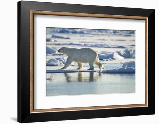 Polar Bear, Svalbard, Norway-Paul Souders-Framed Photographic Print