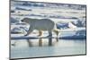 Polar Bear, Svalbard, Norway-Paul Souders-Mounted Photographic Print