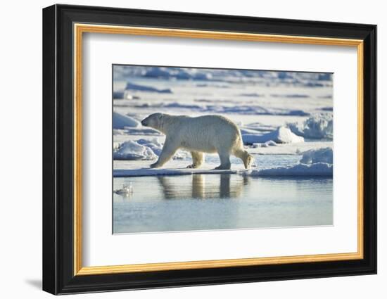 Polar Bear, Svalbard, Norway-Paul Souders-Framed Photographic Print