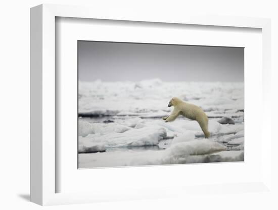 Polar Bear, Svalbard, Norway-Paul Souders-Framed Photographic Print