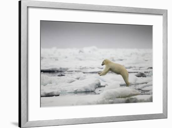 Polar Bear, Svalbard, Norway-Paul Souders-Framed Photographic Print