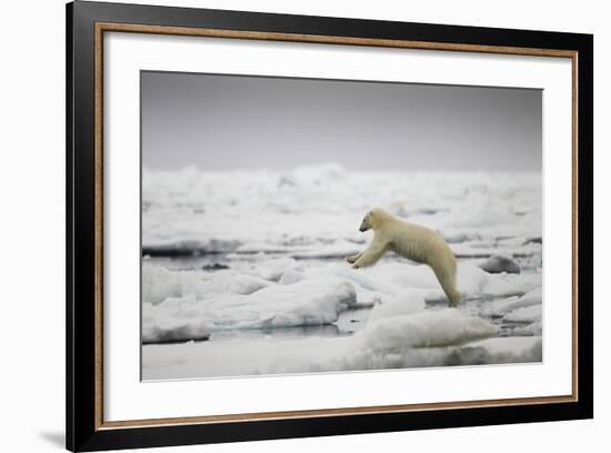 Polar Bear, Svalbard, Norway-Paul Souders-Framed Photographic Print