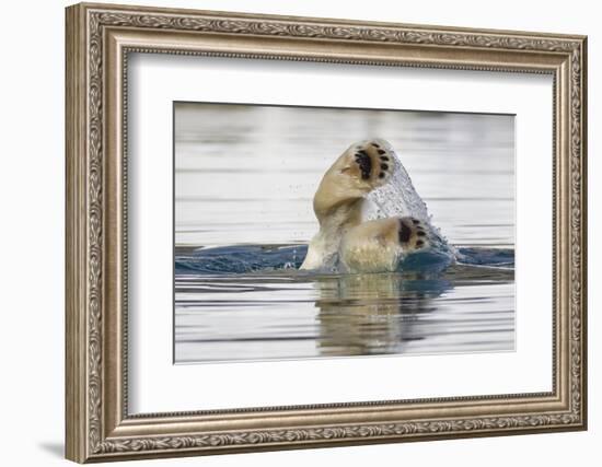 Polar Bear, Svalbard, Norway-Paul Souders-Framed Photographic Print