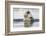 Polar Bear, Svalbard, Norway-Paul Souders-Framed Photographic Print