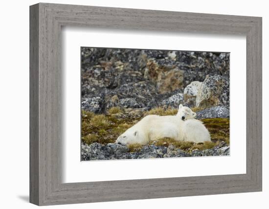 Polar Bear, Svalbard, Norway-Paul Souders-Framed Photographic Print