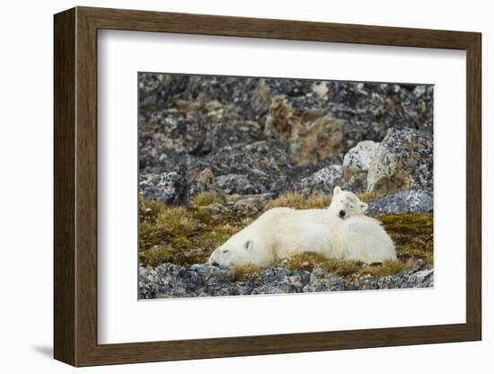 Polar Bear, Svalbard, Norway-Paul Souders-Framed Photographic Print