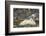 Polar Bear, Svalbard, Norway-Paul Souders-Framed Photographic Print