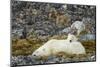 Polar Bear, Svalbard, Norway-Paul Souders-Mounted Photographic Print