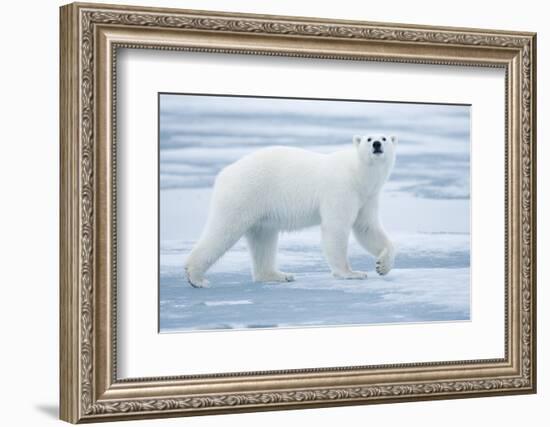 Polar Bear, Svalbard, Norway-null-Framed Photographic Print