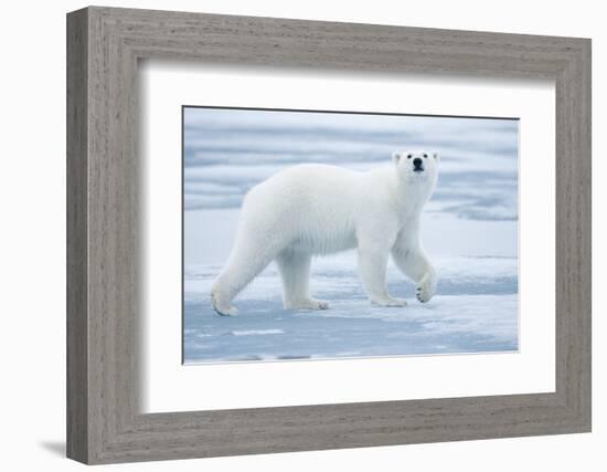 Polar Bear, Svalbard, Norway-null-Framed Photographic Print