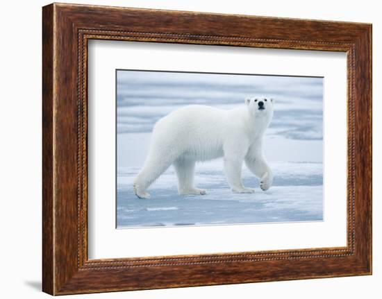 Polar Bear, Svalbard, Norway-null-Framed Photographic Print