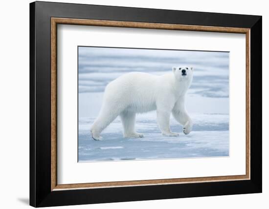 Polar Bear, Svalbard, Norway-null-Framed Photographic Print