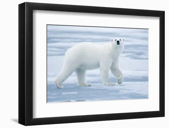 Polar Bear, Svalbard, Norway-null-Framed Photographic Print