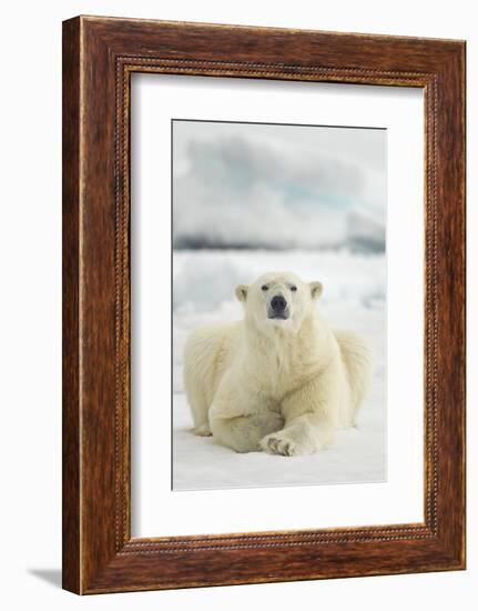 Polar Bear, Svalbard, Norway-null-Framed Photographic Print