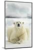 Polar Bear, Svalbard, Norway-null-Mounted Photographic Print