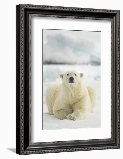 Polar Bear, Svalbard, Norway-null-Framed Photographic Print