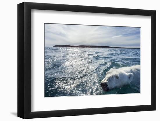 Polar Bear Swimming by Harbour Islands, Nunavut, Canada-Paul Souders-Framed Photographic Print