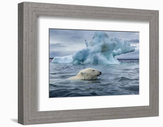 Polar Bear Swimming Past Melting Iceberg Near Harbor Islands,Canada-Paul Souders-Framed Photographic Print