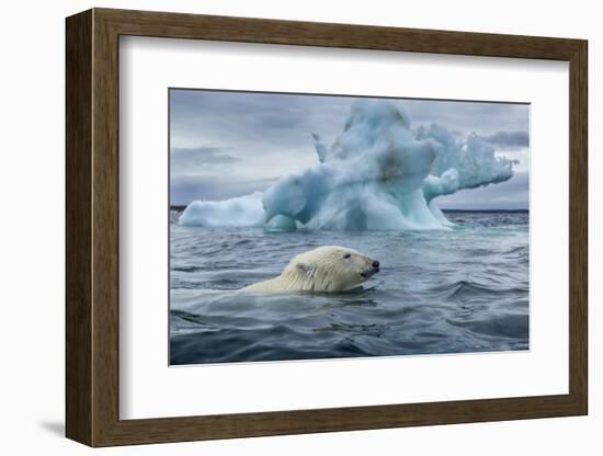 Polar Bear Swimming Past Melting Iceberg Near Harbor Islands,Canada-Paul Souders-Framed Photographic Print