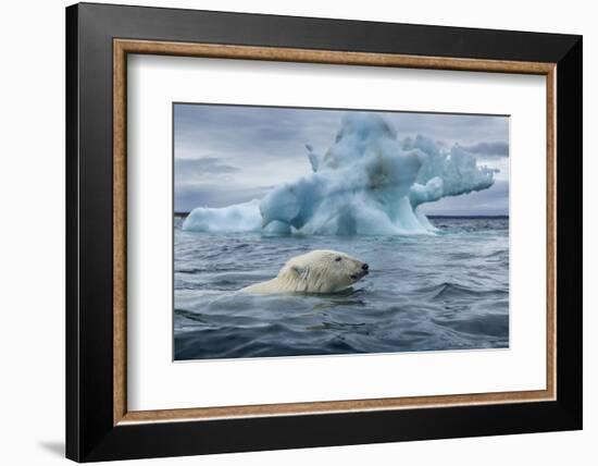 Polar Bear Swimming Past Melting Iceberg Near Harbor Islands,Canada-Paul Souders-Framed Photographic Print
