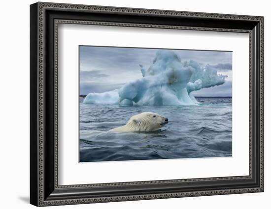 Polar Bear Swimming Past Melting Iceberg Near Harbor Islands,Canada-Paul Souders-Framed Photographic Print