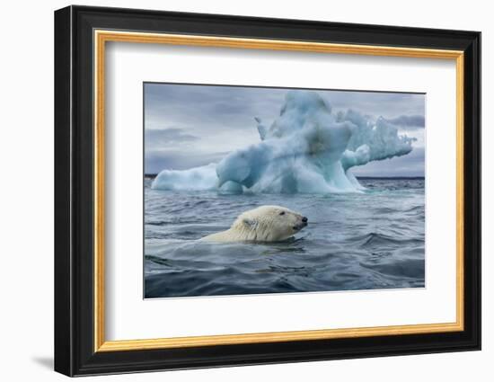 Polar Bear Swimming Past Melting Iceberg Near Harbor Islands,Canada-Paul Souders-Framed Photographic Print