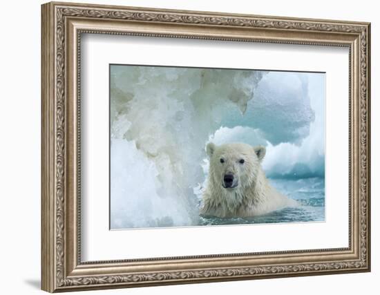 Polar Bear Swimming Through Melting Sea Ice Near Harbor Islands,Canada-Paul Souders-Framed Photographic Print